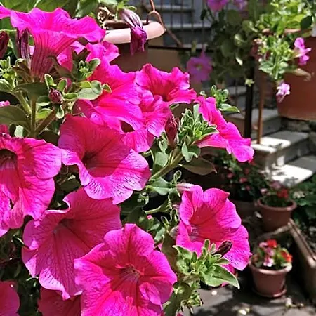 La Chicca Bed & Breakfast Siena