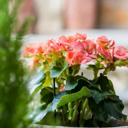 La Chicca Bed and breakfast Siena