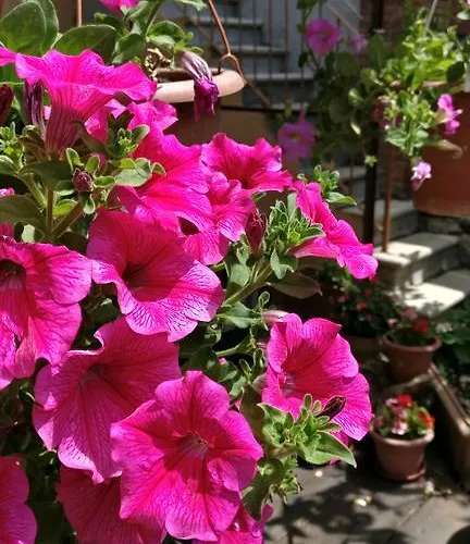 La Chicca 3* Сієна